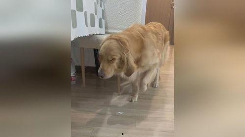 狗狗祟祟的他,狗狗祟祟身影背后的秘密探寻